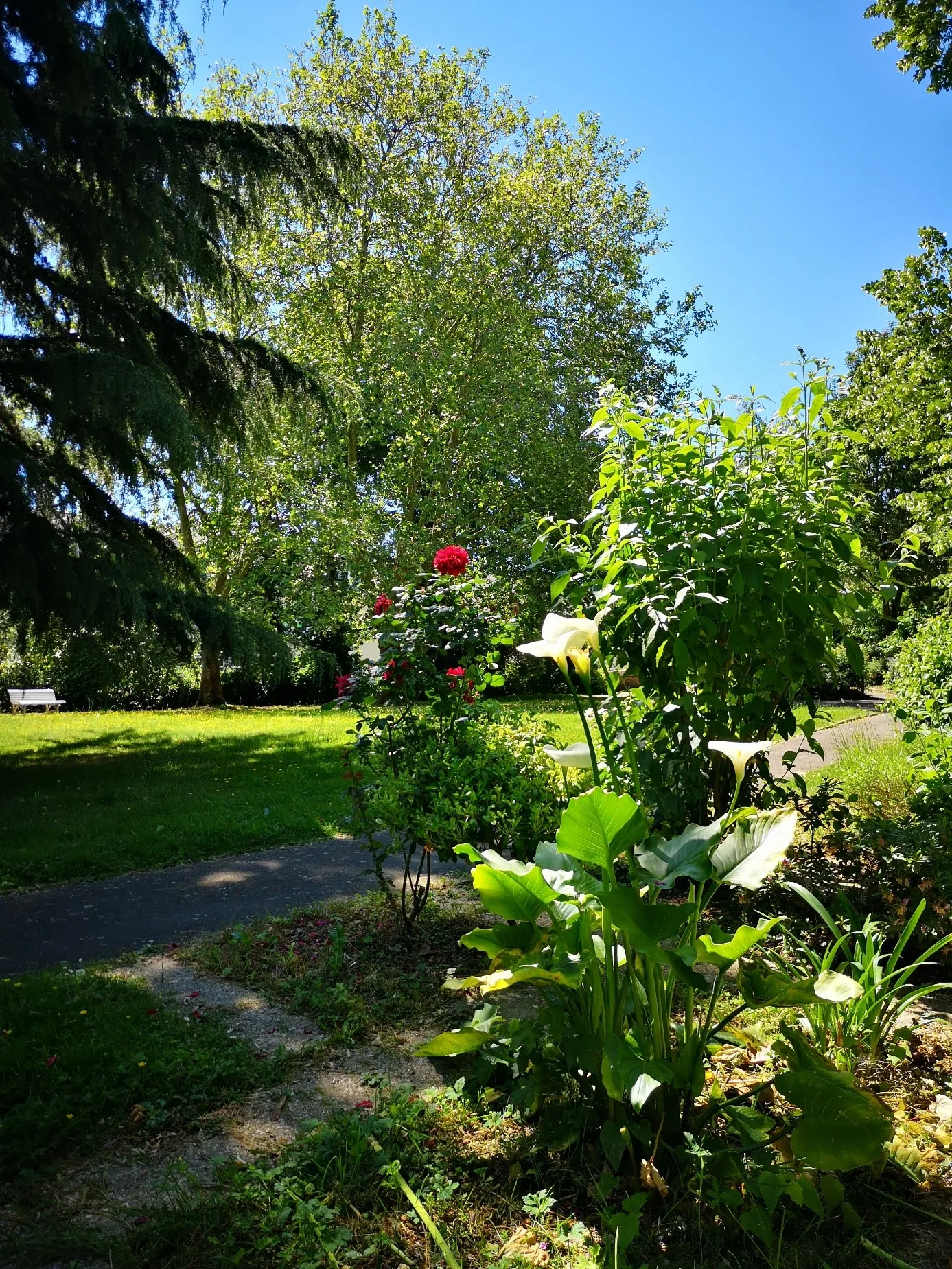 Photo de La Residence Les Roseraies - Maison de retraite / EHPAD