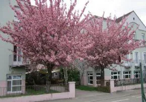 Maison De Retraite Sans Souci - Maison de retraite / EHPAD à Geispolsheim