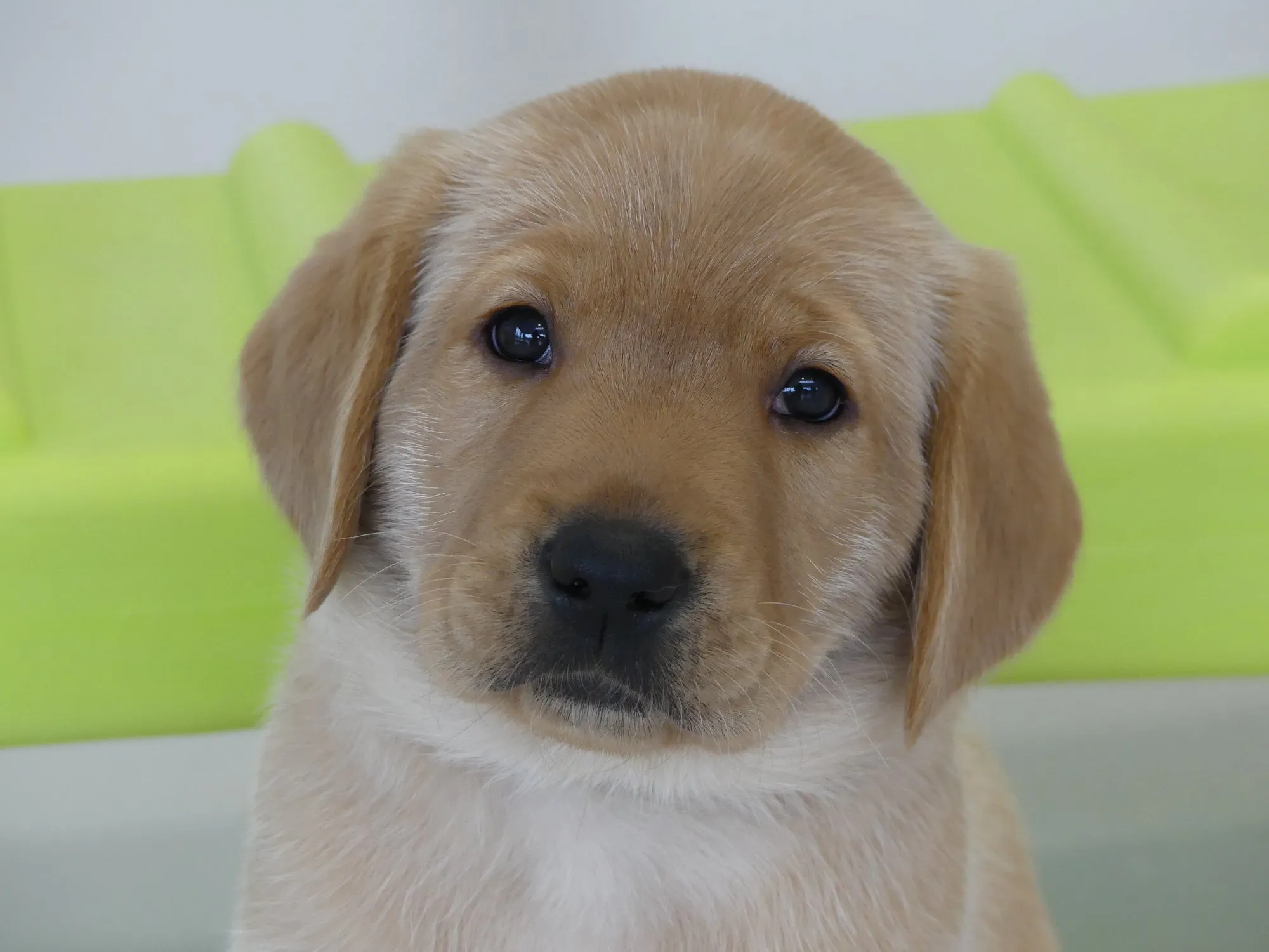 Les Résidentiels de Saint Brevin Les Pins - Résidence Services Seniors à Saint-Brevin-les-Pins