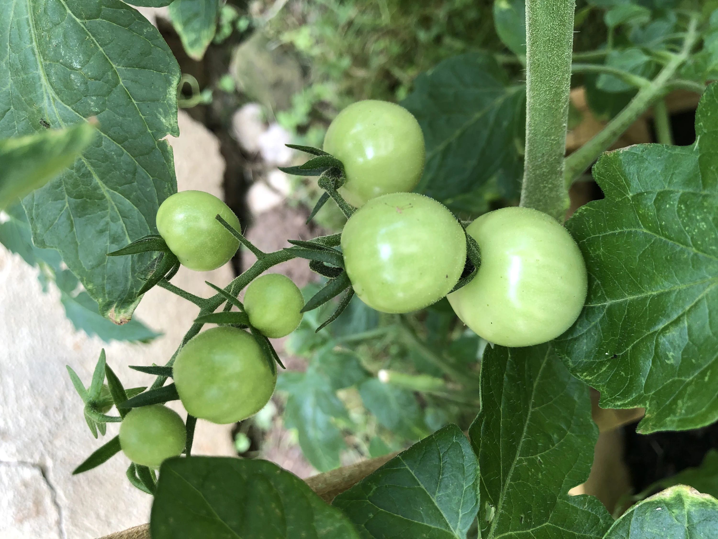 Photo de Les Vergers De Paul