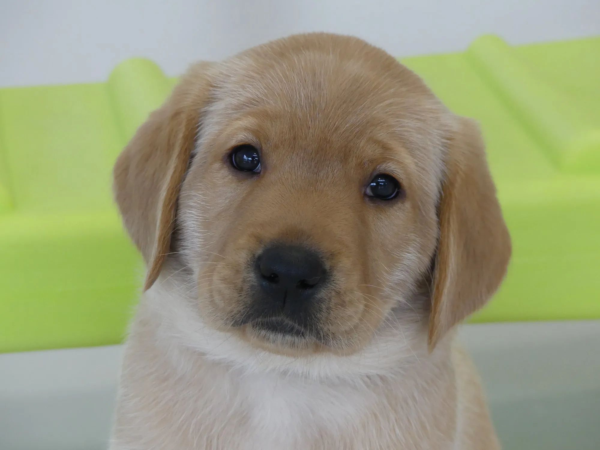 Les Résidentiels de Saint Brevin Les Pins - Résidence Services Seniors à Saint-Brevin-les-Pins