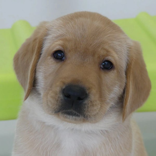 Les Résidentiels de Saint Brevin Les Pins - Résidence Services Seniors à Saint-Brevin-les-Pins